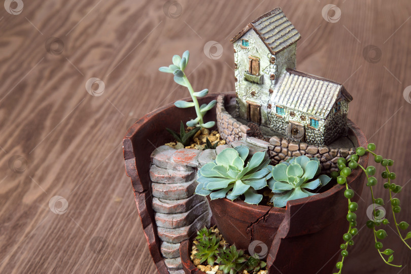 Скачать Суккуленты в декоративном горшке с домиком. Декор для дома. фотосток Ozero