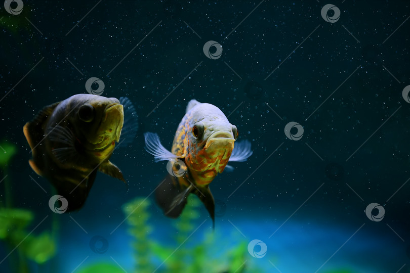 Скачать Хищная рыба среди пузырьков в аквариуме. Астронотус Оскар, цихлида. фотосток Ozero