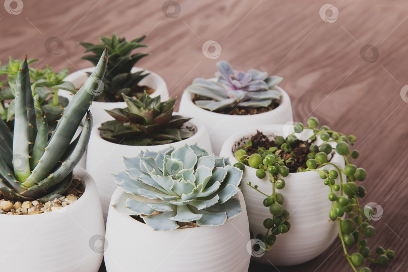 Скачать Суккуленты в горшках на деревянном фоне фотосток Ozero
