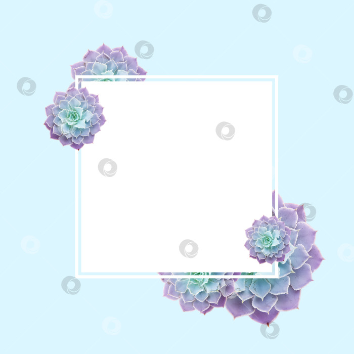 Скачать Рамка из суккулентов для текста. Суккуленты крупным планом. Элементы тропического растения для дизайна. фотосток Ozero