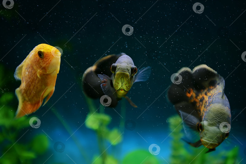 Скачать Хищная рыба среди пузырьков в аквариуме. Астронотус Оскар, цихлида. фотосток Ozero