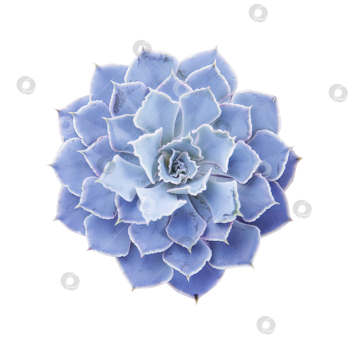 Скачать Суккуленты крупным планом, вырезанные на белом фоне. Элементы тропического растения для дизайна. фотосток Ozero