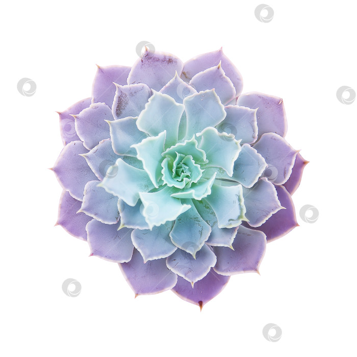 Скачать Суккуленты крупным планом, вырезанные на белом фоне. Элементы тропического растения для дизайна. фотосток Ozero