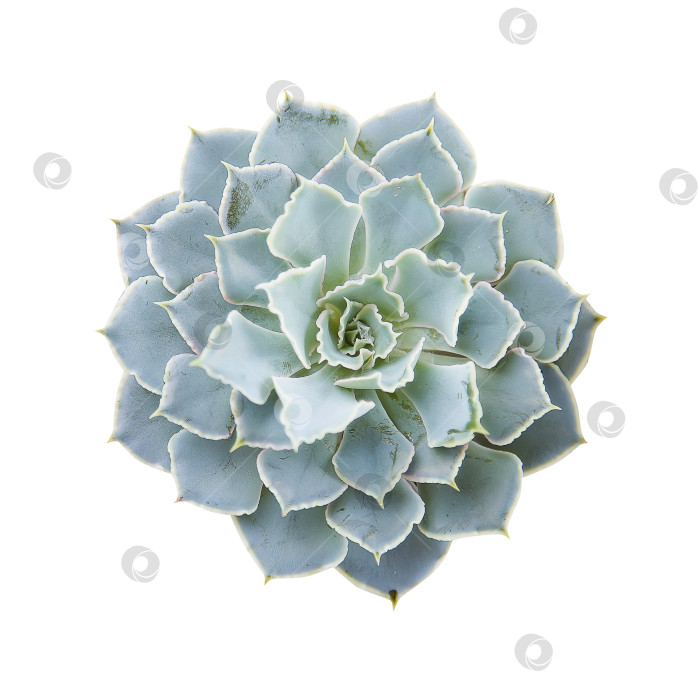 Скачать Суккуленты крупным планом, вырезанные на белом фоне. Элементы тропического растения для дизайна. фотосток Ozero