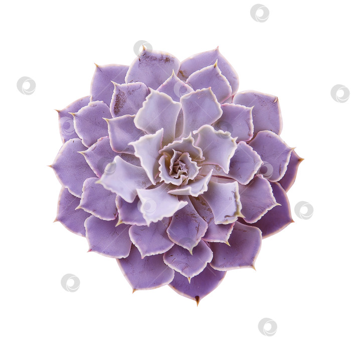 Скачать Суккуленты крупным планом, вырезанные на белом фоне. Элементы тропического растения для дизайна. фотосток Ozero