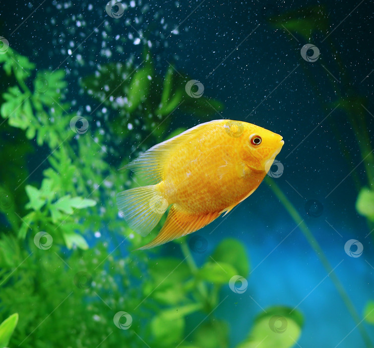 Скачать Оранжевая рыбка среди пузырьков в аквариуме. Cichlasoma severum, цихлида. фотосток Ozero