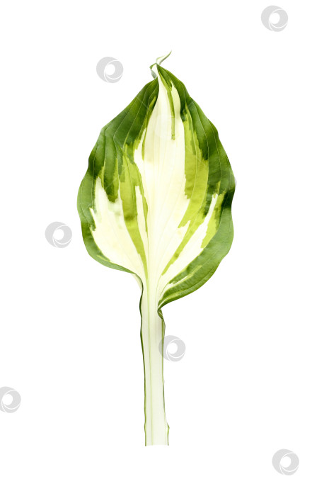 Скачать Свежий тропический лист, выделенный на белом фоне. Хосты из листьев для дизайна. фотосток Ozero