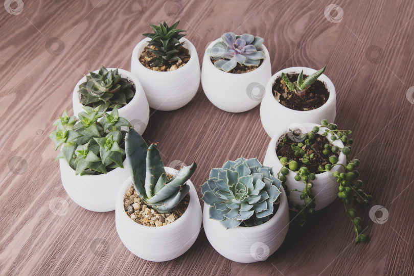 Скачать Суккуленты в горшках на деревянном фоне фотосток Ozero