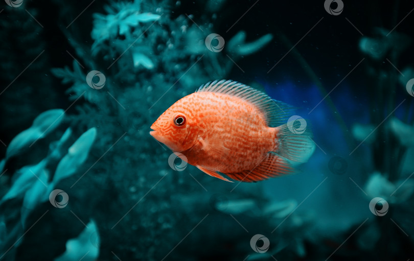 Скачать Оранжевая рыбка среди пузырьков в аквариуме. Cichlasoma severum, цихлида. фотосток Ozero