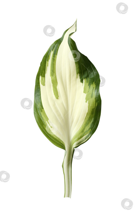 Скачать Свежий тропический лист, выделенный на белом фоне. Хосты из листьев для дизайна. фотосток Ozero