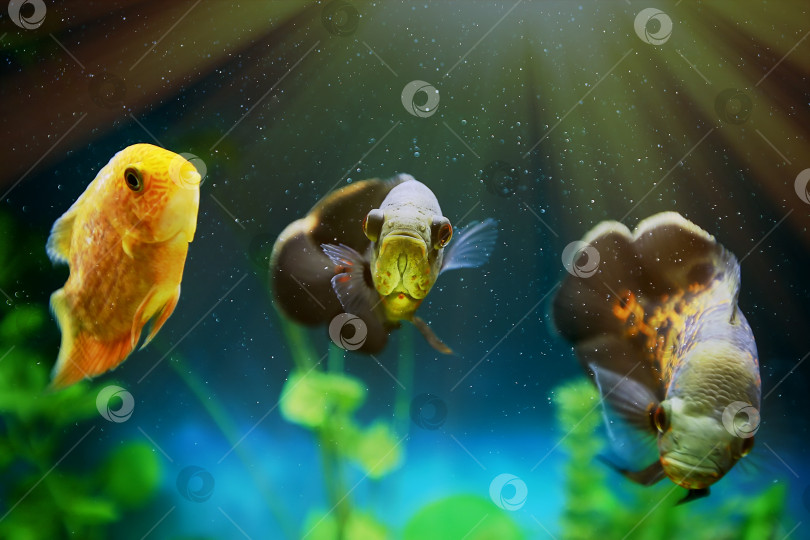 Скачать Рыбки под яркими лучами солнца.Хищные рыбки среди пузырьков в аквариуме. Астронотус Оскар, цихлида. фотосток Ozero