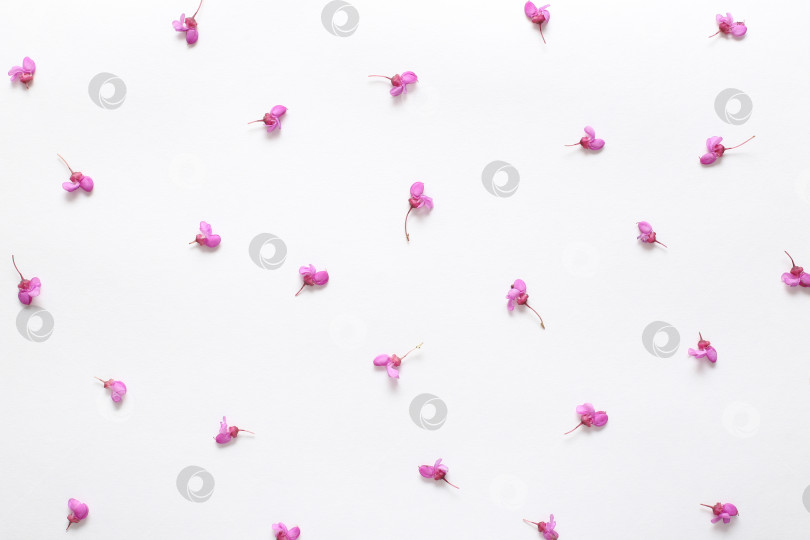 Скачать Весенние розовые цветы на белой бумаге с фактурой. Весенний фон для дизайна и декора. фотосток Ozero