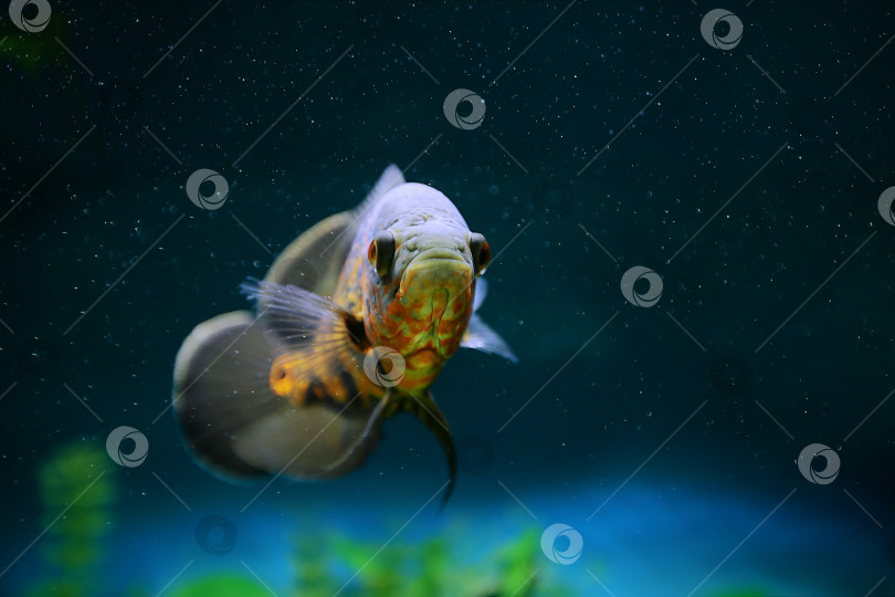 Скачать Хищная рыба среди пузырьков в аквариуме. Астронотус Оскар, цихлида. фотосток Ozero