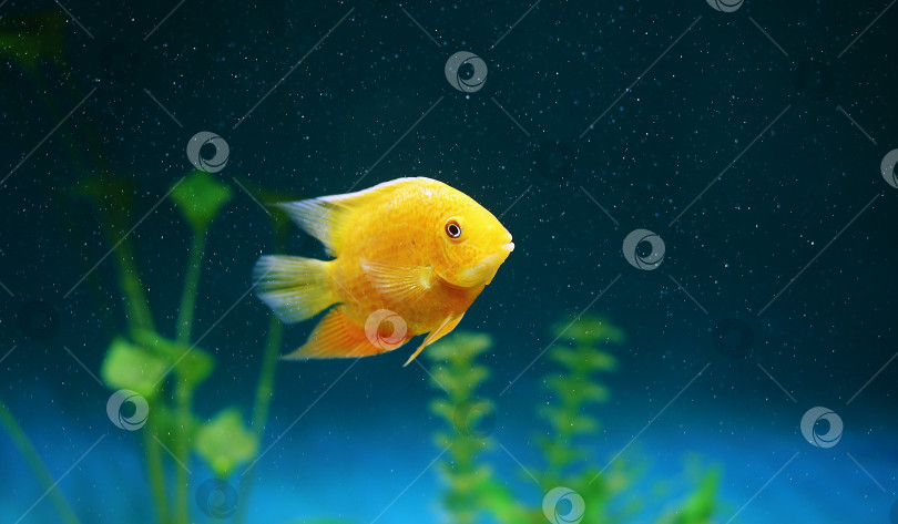 Скачать Оранжевая рыбка среди пузырьков в аквариуме. Cichlasoma severum, цихлида. фотосток Ozero