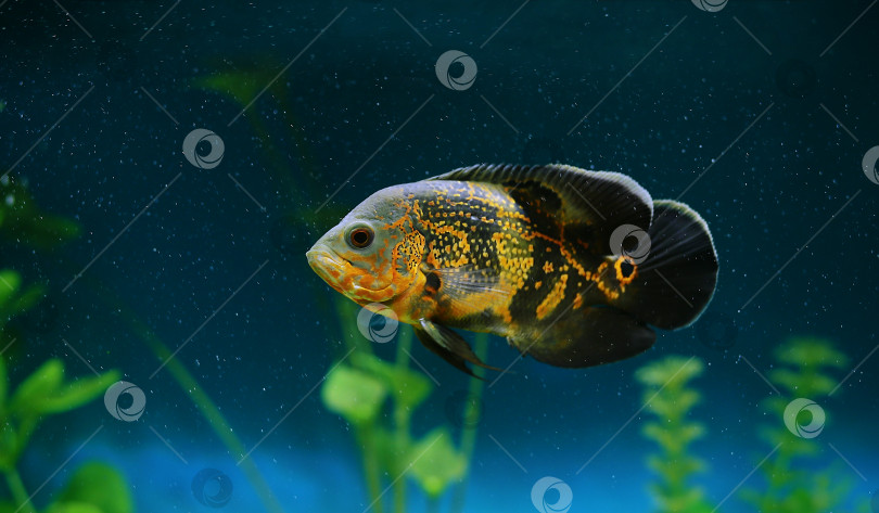 Скачать Хищная рыба среди пузырьков в аквариуме. Астронотус Оскар, цихлида. фотосток Ozero