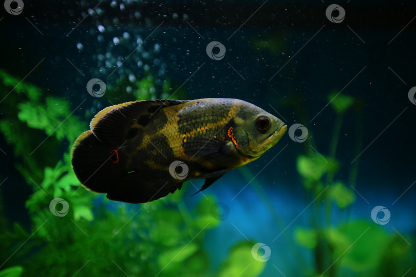 Скачать Хищная рыба среди пузырьков в аквариуме. Астронотус Оскар, цихлида. фотосток Ozero