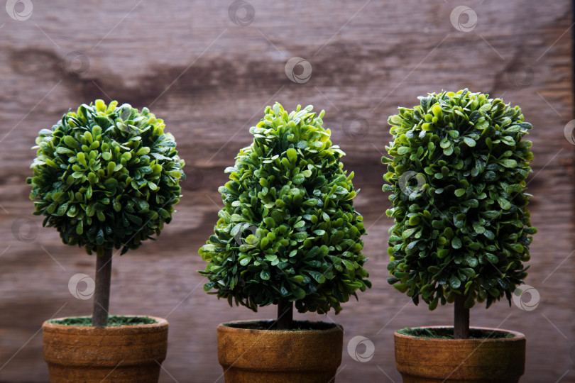 Скачать Игрушечные деревья в горшках фотосток Ozero