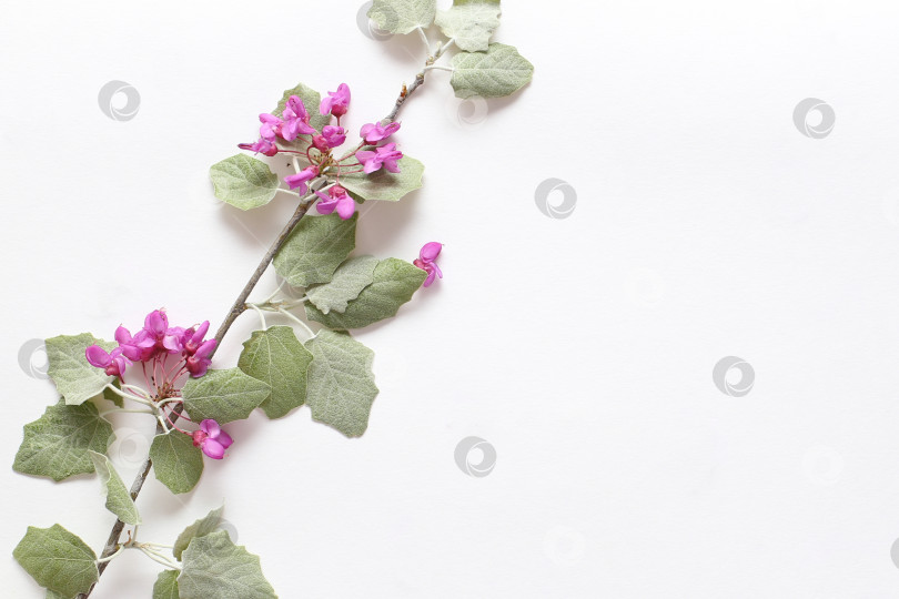Скачать Весенние розовые цветы на ветке и светло-зеленые молодые листья на фактурной белой бумаге. Весенний фон для дизайна и декора. фотосток Ozero