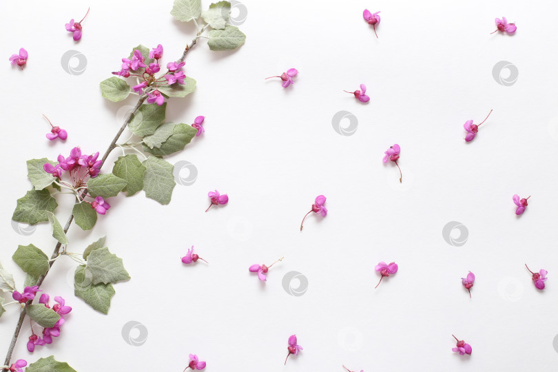 Скачать Весенние розовые цветы на ветке и светло-зеленые молодые листья на фактурной белой бумаге. Весенний фон для дизайна и декора. фотосток Ozero