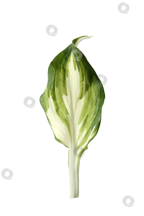 Скачать Свежий тропический лист, выделенный на белом фоне. Хосты из листьев для дизайна. фотосток Ozero