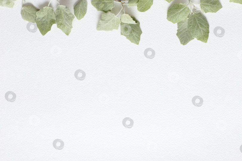 Скачать Ветка со светло-зелеными молодыми листочками на текстурной белой бумаге. Весенний фон для дизайна и декора. фотосток Ozero