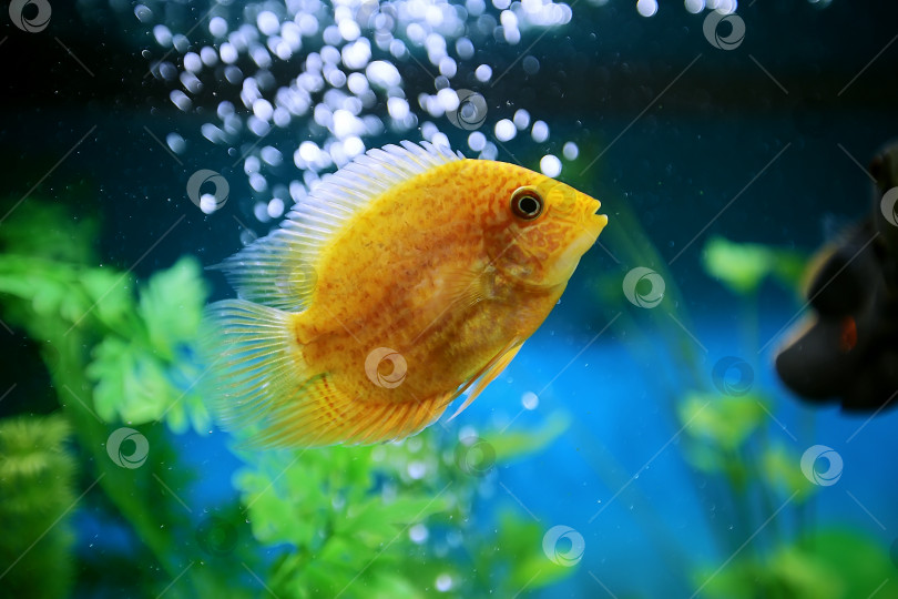 Скачать Оранжевая рыбка среди пузырьков в аквариуме. Cichlasoma severum, цихлида. фотосток Ozero