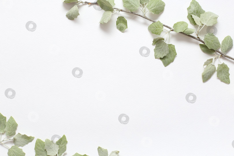Скачать Ветка со светло-зелеными молодыми листочками на текстурной белой бумаге. Весенний фон для дизайна и декора. фотосток Ozero