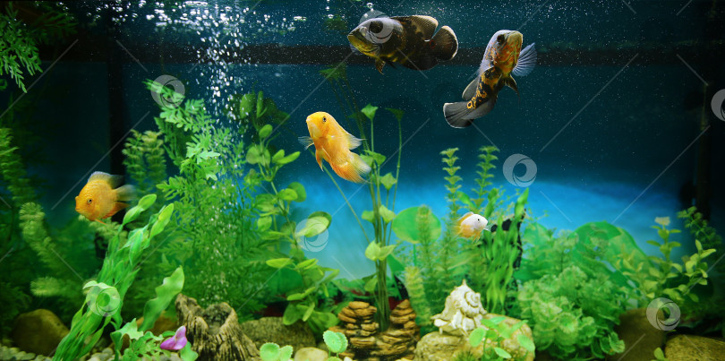 Скачать Хищные рыбы среди пузырьков в аквариуме. Астронотус Оскар, цихлазома северум, цихлида. фотосток Ozero