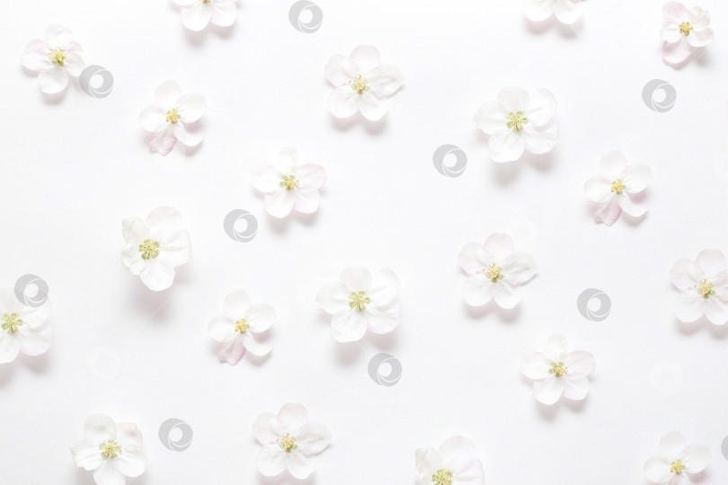 Скачать Весенние белые цветы на текстурной белой бумаге. Весенний фон для дизайна и декора. фотосток Ozero