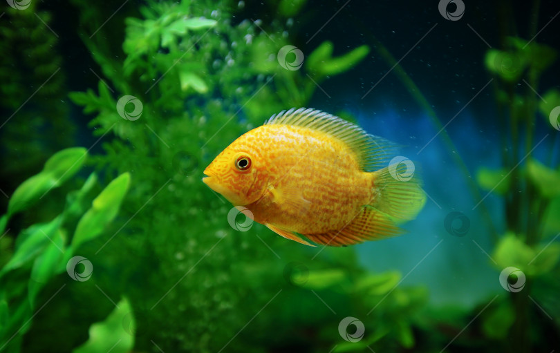 Скачать Оранжевая рыбка среди пузырьков в аквариуме. Cichlasoma severum, цихлида. фотосток Ozero