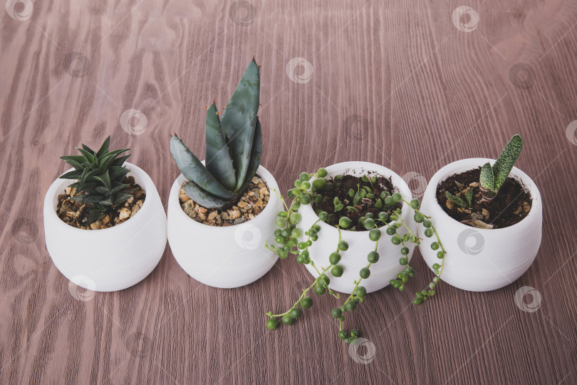 Скачать Суккуленты в горшках на деревянном фоне фотосток Ozero