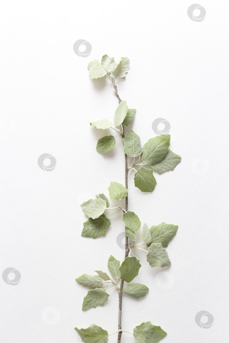 Скачать Ветка со светло-зелеными молодыми листочками на текстурной белой бумаге. Весенний фон для дизайна и декора. фотосток Ozero