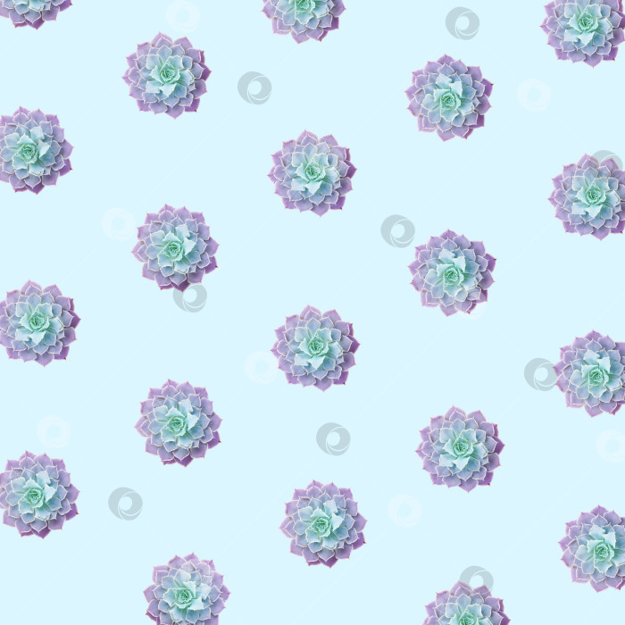 Скачать Фон из суккулентов. Суккуленты крупным планом. Элементы тропического растения для дизайна. фотосток Ozero