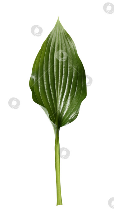 Скачать Свежий тропический лист, выделенный на белом фоне. Хосты из листьев для дизайна. фотосток Ozero