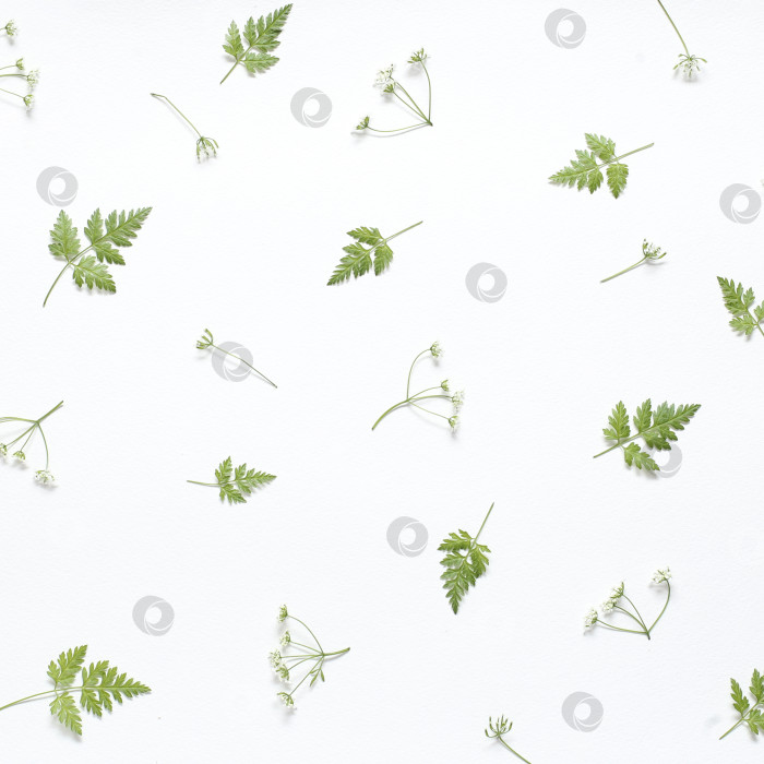 Скачать Цветочный узор из зеленых листьев и веток на белом фоне. Ровный рисунок, вид сверху. Фон в виде валентинки. Цветочный узор. Текстура цветочного узора фотосток Ozero