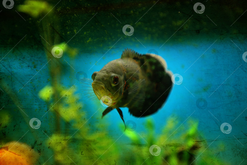 Скачать Рыба в грязном аквариуме фотосток Ozero