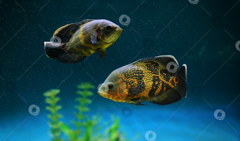 Скачать Пара цихлид среди пузырьков в аквариуме. Астронотус Оскар, цихлида. фотосток Ozero