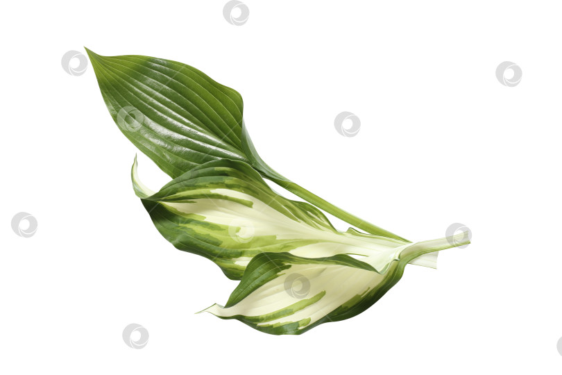 Скачать Свежий тропический лист, выделенный на белом фоне. Хосты из листьев для дизайна. фотосток Ozero