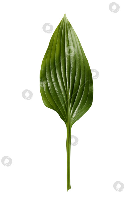 Скачать Свежий тропический лист, выделенный на белом фоне. Хосты из листьев для дизайна. фотосток Ozero