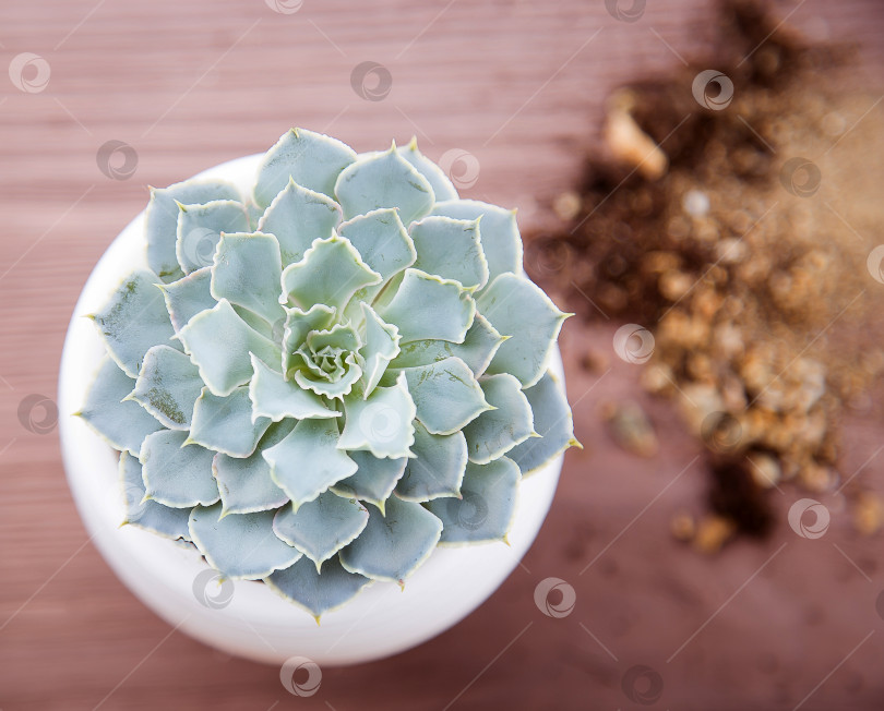 Скачать Суккуленты в горшках на деревянном фоне фотосток Ozero