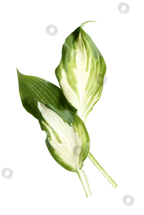 Скачать Свежий тропический лист, выделенный на белом фоне. Хосты из листьев для дизайна. фотосток Ozero