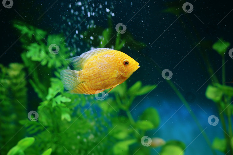 Скачать Оранжевая рыбка среди пузырьков в аквариуме. Cichlasoma severum, цихлида. фотосток Ozero