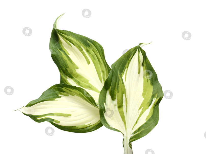 Скачать Свежий тропический лист, выделенный на белом фоне. Хосты из листьев для дизайна. фотосток Ozero