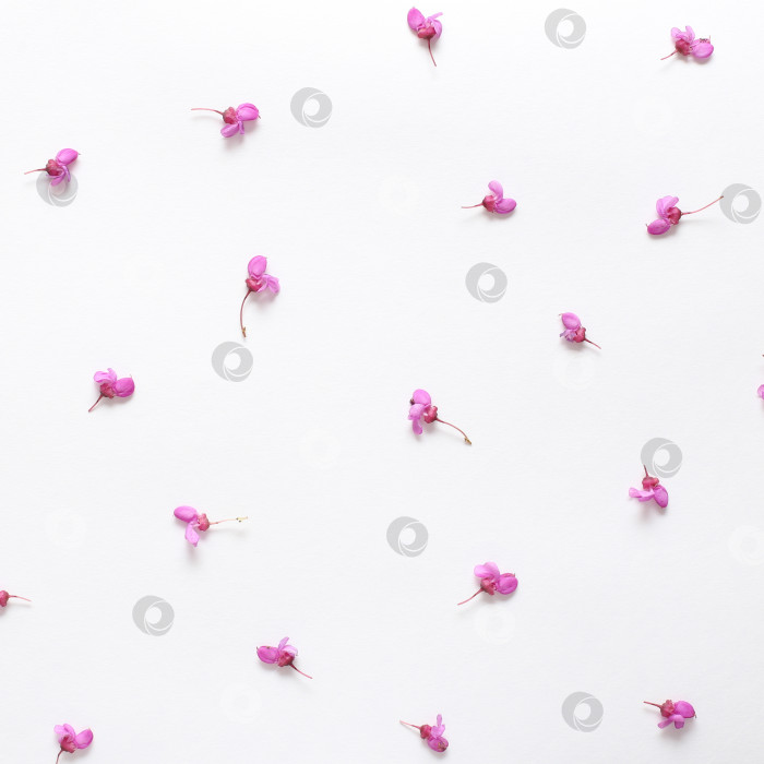 Скачать Весенние розовые цветы на белой бумаге с фактурой. Весенний фон для дизайна и декора. фотосток Ozero