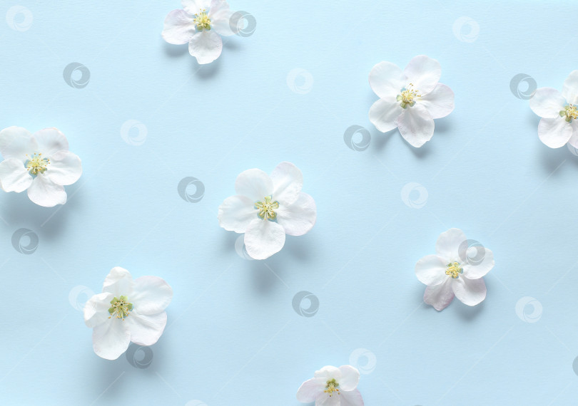 Скачать Весенние белые цветы на текстурной синей бумаге. Весенний фон для дизайна и декора. фотосток Ozero