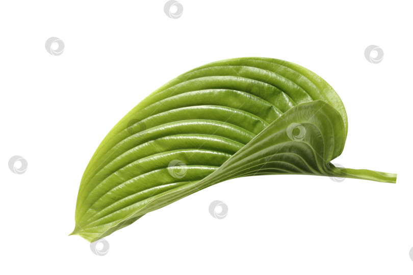 Скачать Свежий тропический лист, выделенный на белом фоне. Хосты из листьев для дизайна. фотосток Ozero