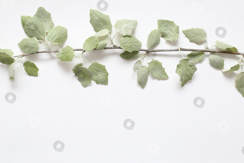 Скачать Ветка со светло-зелеными молодыми листочками на текстурной белой бумаге. Весенний фон для дизайна и декора. фотосток Ozero