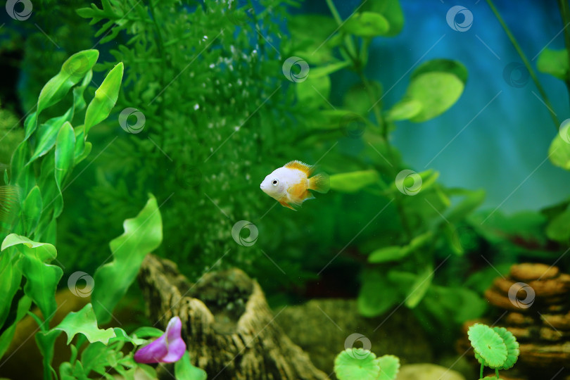 Скачать Оранжевая рыбка среди пузырьков в аквариуме. Cichlasoma severum, цихлида. фотосток Ozero