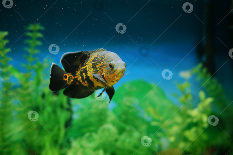 Скачать Хищная рыба среди пузырьков в аквариуме. Астронотус Оскар, цихлида. фотосток Ozero