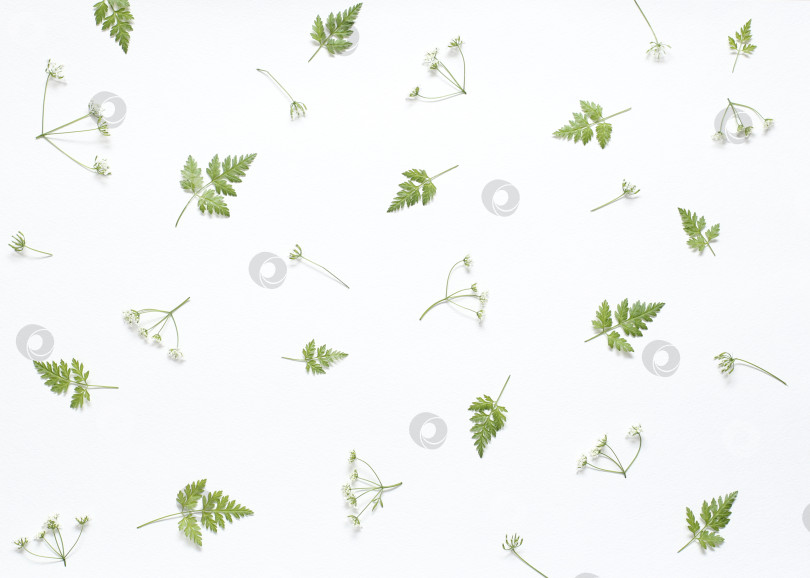 Скачать Цветочный узор из зеленых листьев и веток на белом фоне. Ровный рисунок, вид сверху. Фон в виде валентинки.  Цветочный узор. Текстура цветочного узора фотосток Ozero